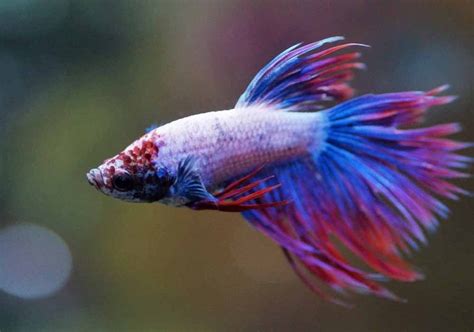 Peixe Betta (Betta Splendens) – Guia Completo de Cuidados